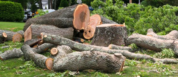 Large Tree Removal in Shingle Springs