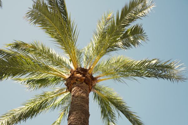 Palm Tree Removal in Shingle Springs