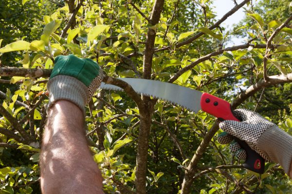 Small Tree Removal in Shingle Springs