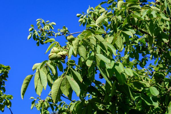 Cost of Walnut Tree Removal in Shingle Springs