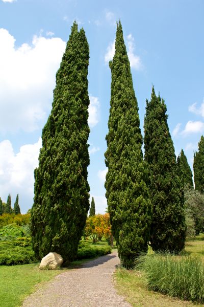 Cost of Cypress Tree Removal in Shingle Springs