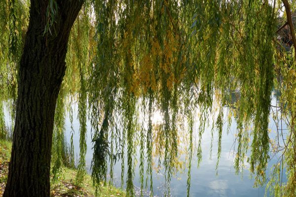 Cost of Willow Tree Removal in Shingle Springs