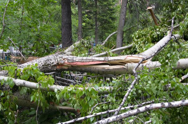 Birch Tree Removal in Shingle Springs