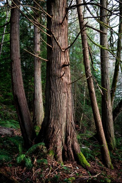 Cost of Cedar Tree Removal in Shingle Springs