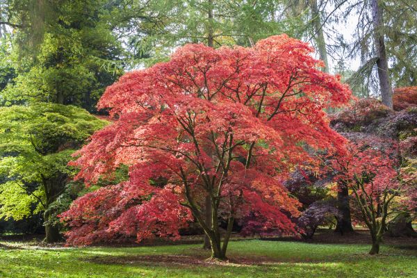 Cost of Maple Tree Removal in Shingle Springs