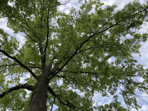 Cost of Oak Tree Removal in Shingle Springs