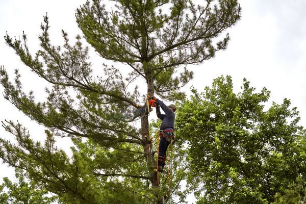 Cost of Pine Tree Removal in Shingle Springs