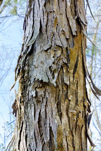 Hickory Tree Removal in Shingle Springs