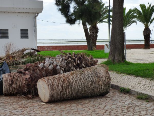Palm Trees Removal in Shingle Springs