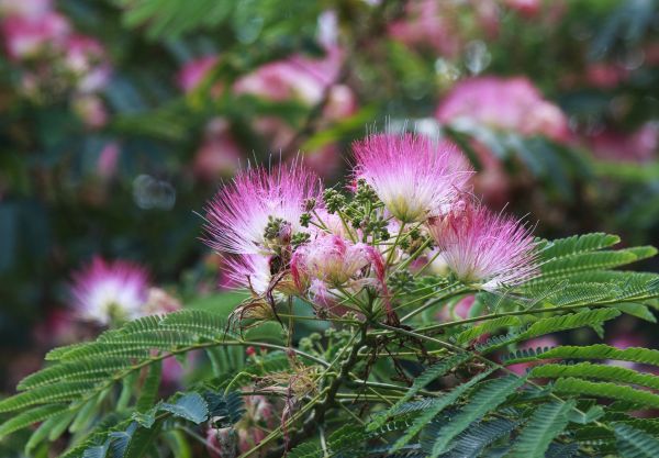 Mimosa Tree Removal in Shingle Springs