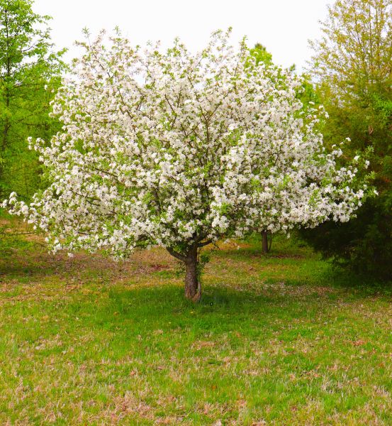Dogwood Tree Removal in Shingle Springs