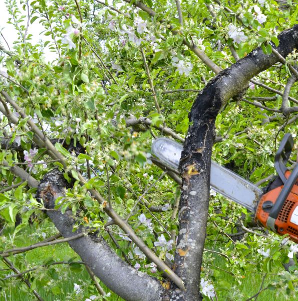 Apple Tree Removal in Shingle Springs