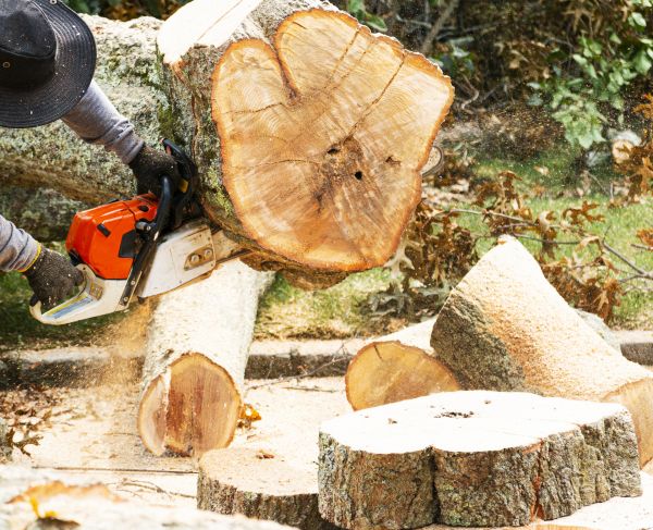 Tree Removal Service in Shingle Springs