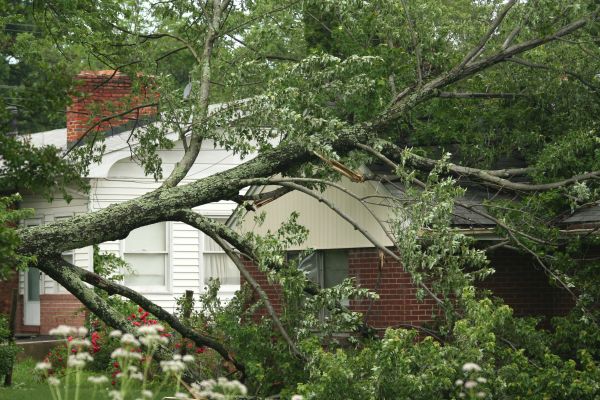 Emergency Tree Removal in Shingle Springs