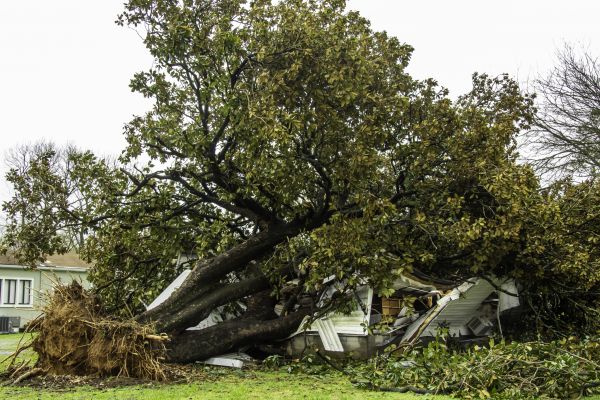 Fallen Tree Removal in Shingle Springs