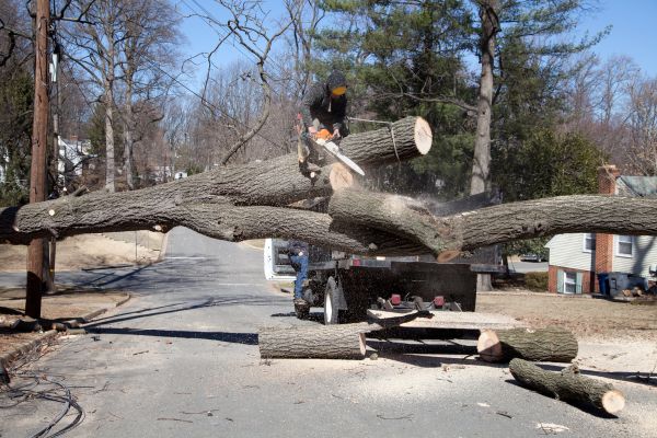 Cost of Residential Tree Removal in Shingle Springs