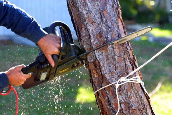 Dead Tree Removal in Shingle Springs