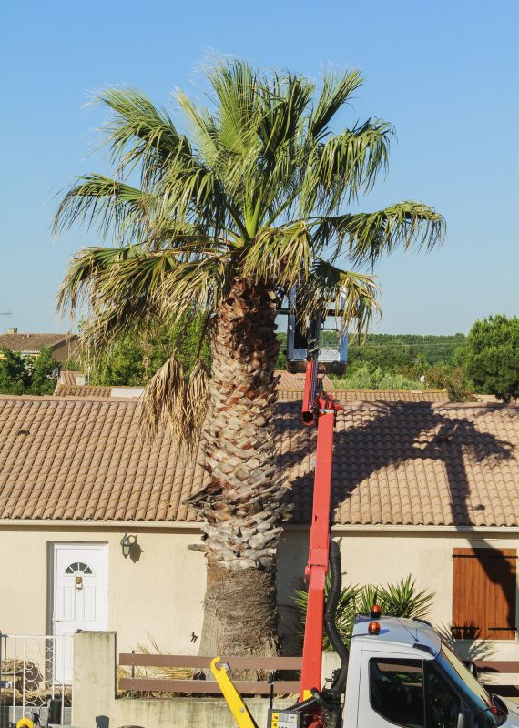 Cherry Tree Removal