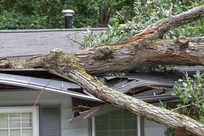 Fallen Tree on Roof