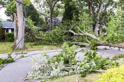 Fallen Tree on Property