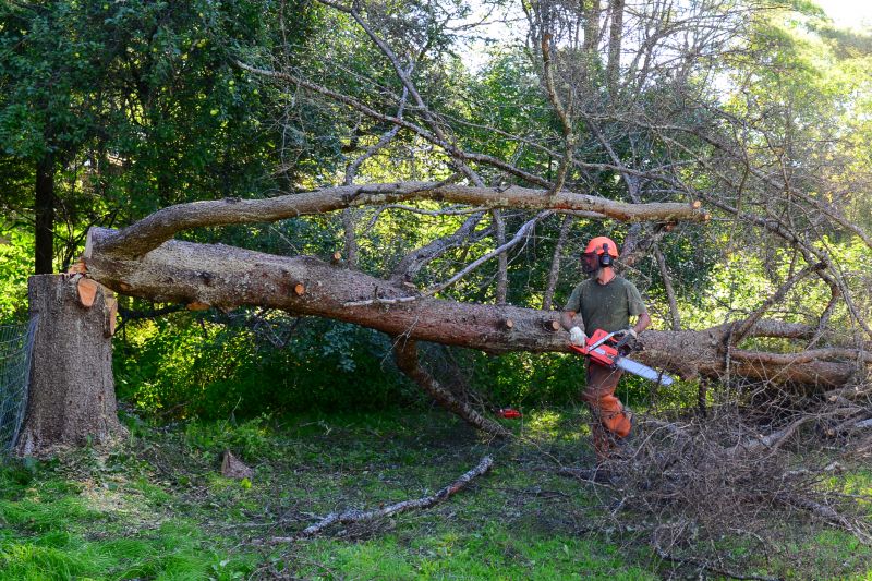 Hazardous Tree Assessment