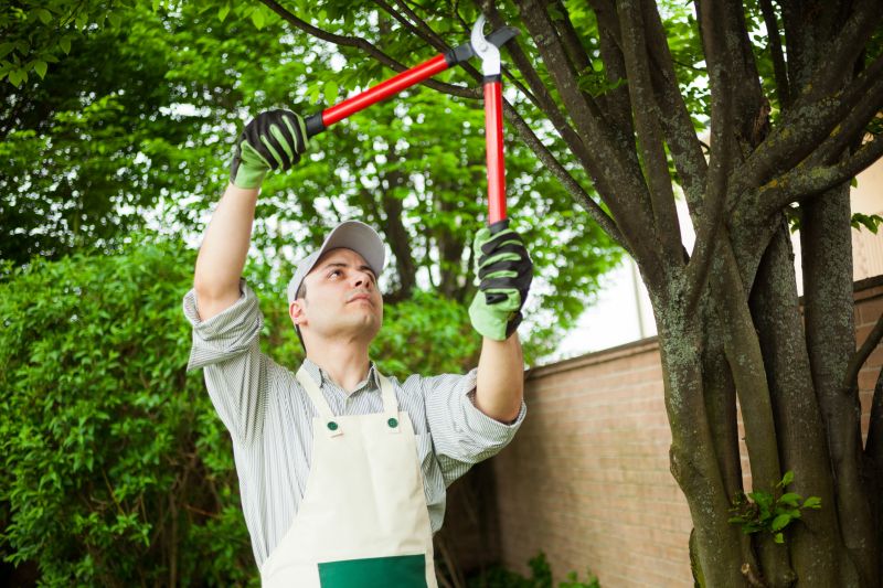 Tree Removal in Winter
