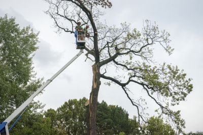 Tree Removal in Action