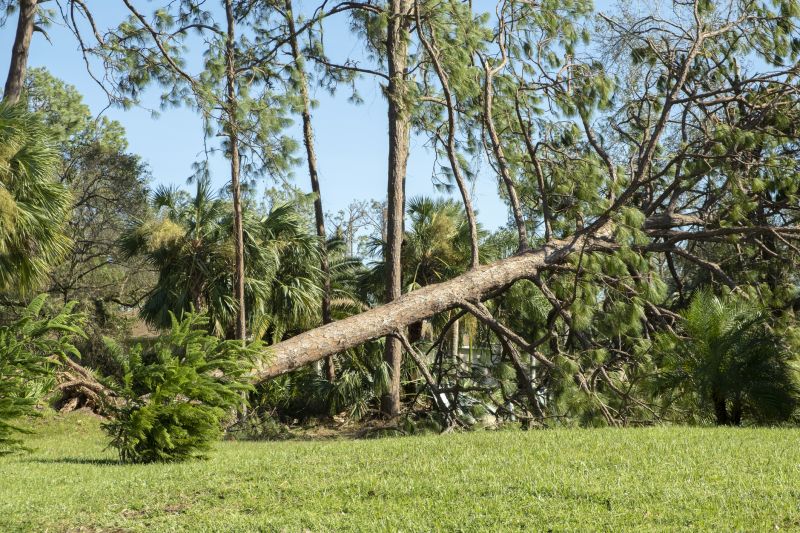 Landscape After Tree Removal