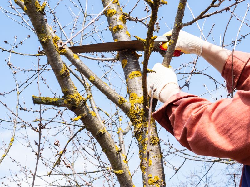 Tree Care Specialists
